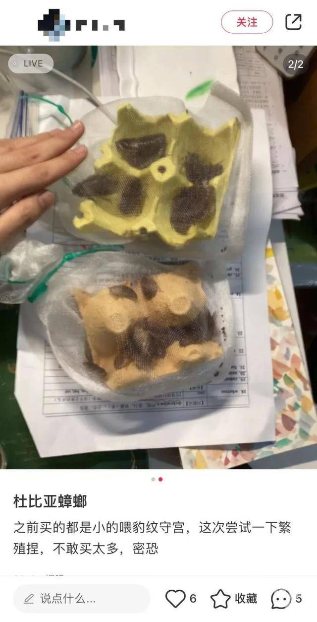 皇冠信用网庄家_门口惊现“蟑螂”皇冠信用网庄家，杭州一住户用杀虫剂一喷，邻居怒了：我的螳螂……