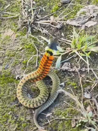 皇冠信用網在线开户_内蒙古赤峰有人拍到了“鸡脖子蛇”皇冠信用網在线开户，有毒！千万小心！