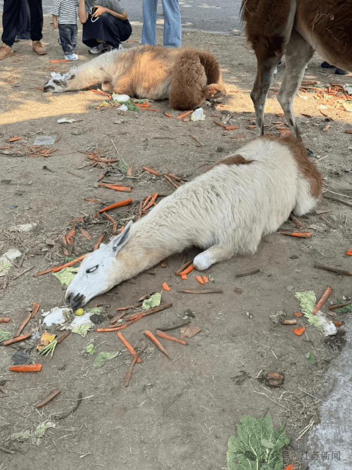 皇冠信用网在线开户_游客过度投喂皇冠信用网在线开户,羊驼被喂到倒地翻白眼