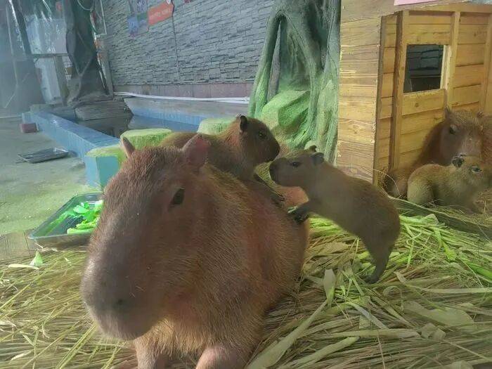 皇冠皇冠代理平台
_出生1小时就能独立行走皇冠皇冠代理平台
，济南动物园“果果”和“豚豚”的4只新生幼崽，周末和市民见面