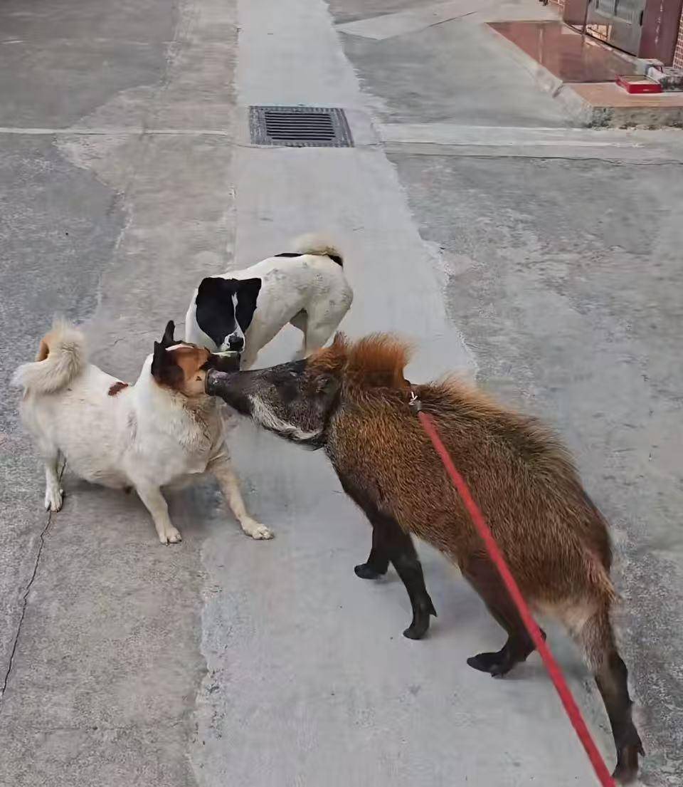 皇冠信用网代理
_广州男子收养小野猪一年多从30斤长到150斤皇冠信用网代理
,曾有人开价5万购买遭拒