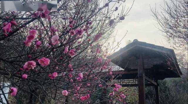 皇冠信用网需要押金吗_太突然！武汉正大量出现皇冠信用网需要押金吗，不用等到春节