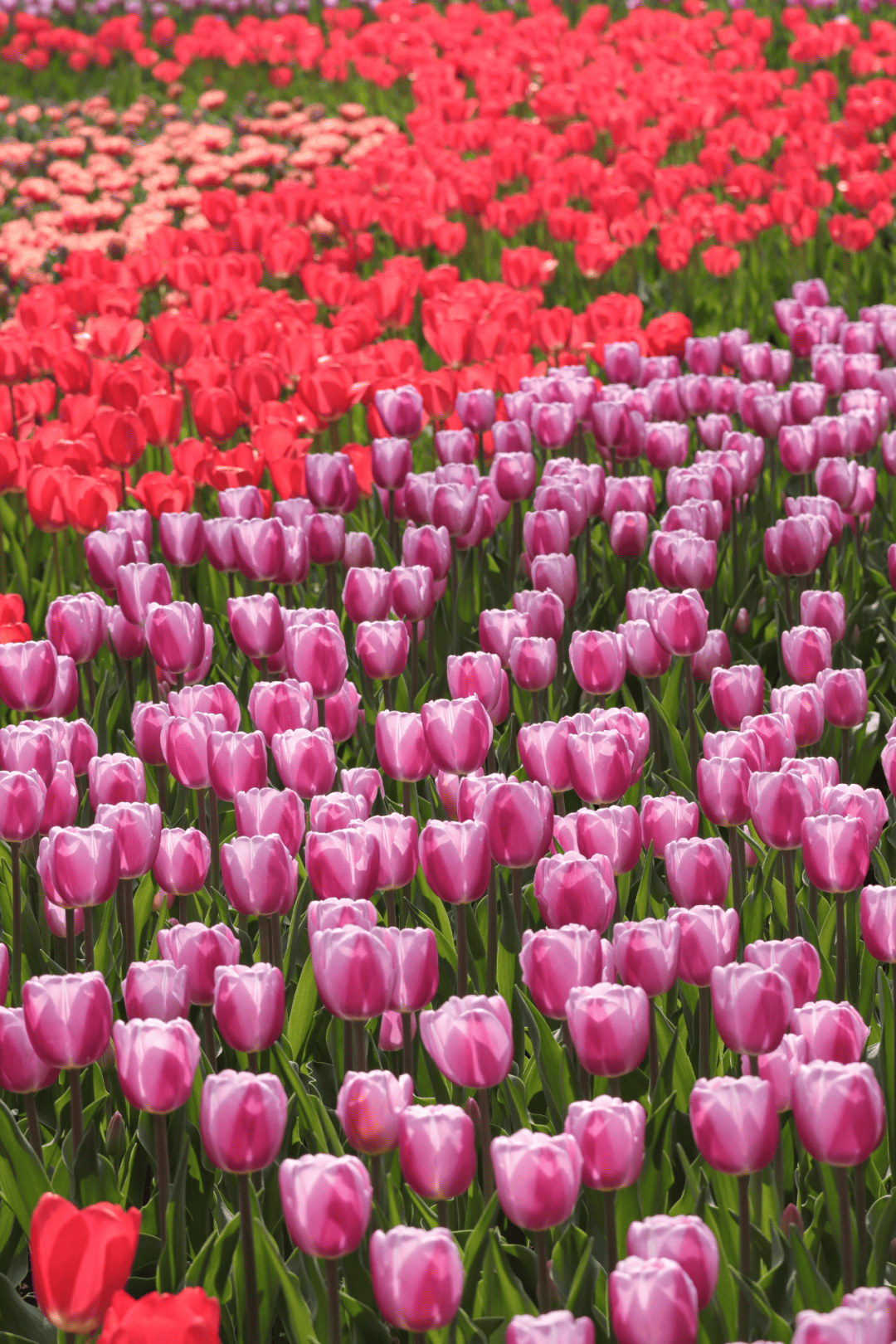 皇冠信用网代理登1
_飙到20℃!杭州人注意皇冠信用网代理登1
,大反转来了!时间已确定......