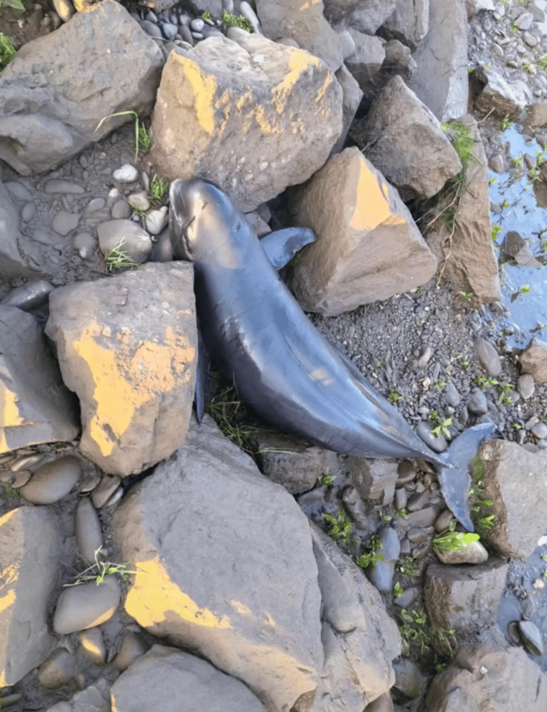 葡萄牙 vs 洲际附加赛1组胜者
_湖南常德沅江水系一江豚死亡 当地:已邀请专家调查死亡原因